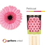 Gerbera MINI Diamond Petticoat*25