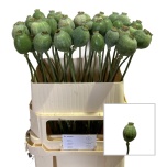 Papaver Bowl Bal Zd 80cm