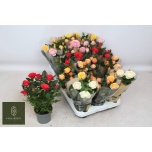 Rosa Potiroos kordana grande mix 10,5cm