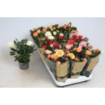 Rosa Potiroos kordana grande mix 10,5cm