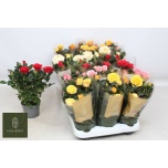 Rosa Potiroos kordana grande mix 10,5cm