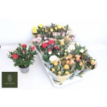 Rosa Potiroos kordana grande mix 10,5cm