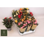 Rosa Potiroos kordana grande mix 10,5cm