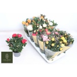 Rosa Potiroos kordana grande mix 10,5cm