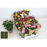 Rosa Potiroos kordana grande mix 10,5cm