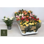 Rosa Potiroos kordana grande mix 10,5cm