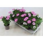 Osteospermum Kuldkakar marg pink flare 11cm