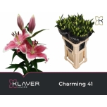 Lilium or charming 85cm
