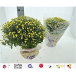 Chrysanthemum Krüsanteem blooming beauty yellow 19cm
