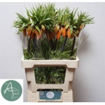 Fritillaria Püvilill Im Aurora 70cm