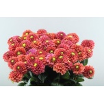 Dahlia Daalia Orange Fox 55cm