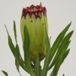 Protea limelight 40cm