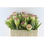 Protea Limelight 50cm