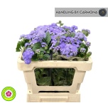 Ageratum Päsmaslill Blue Planet 50cm