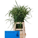 Briza media Värihein 70cm (tk)