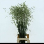 Briza media Värihein 90cm (tk)
