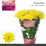 Chrysanthemum Krüsanteem SP Baltica Yellow 65gr*5