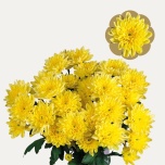 Chrysanthemum Krüsanteem SP Baltica Yellow 80gr*5