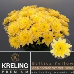 Chrysanthemum Krüsanteem SP Baltica Yellow 90gr*5