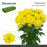 Chrysanthemum Krüsanteem SP Baltica Yellow 90gr*5