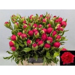 Paeonia Pojeng Happy Returns 40cm