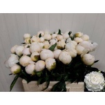 Paeonia Pojeng White Ivory 50cm