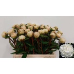 Paeonia Pojeng White Ivory 50cm