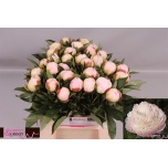 Paeonia Pojeng Florence Nicholls 40cm