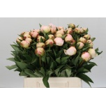 Paeonia Pojeng Florence Nicholls 40cm