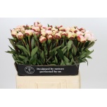 Paeonia Pojeng Florence Nicholls 60cm