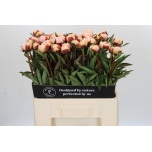 Paeonia Pojeng Florence Nicholls 60cm