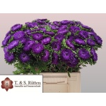 Callistephus Aedaster Dark Blue 40cm