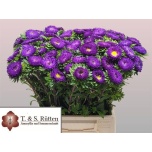 Callistephus Aedaster Dark Blue 45cm