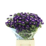 Callistephus Aedaster Dark Blue 50cm