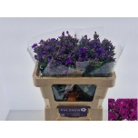 Phlox Floks Crissy 50cm