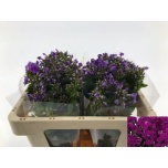 Phlox Floks Crissy 50cm