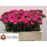 Callistephus Aedaster Scharlak 50cm