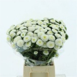 Callistephus Aedaster Mats White 50cm