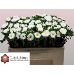 Callistephus Aedaster Mats White 50cm