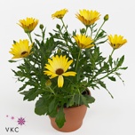 Osteospermum Kuldkakar marg yellow 11cm
