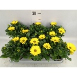 Osteospermum Kuldkakar marg yellow 11cm