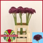 Allium Lauk Miami 70cm