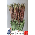Gladiolus Gladiool Magma 115cm