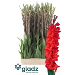 Gladiolus Gladiool Magma 120-130cm