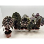 Alocasia cuprea red secret 12cm