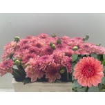Dahlia Daalia Dec Sebastian 50cm