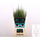 Panicum Heavy Metal 80cm (tk)