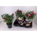Rosa Potiroos palace mixed 3 varities 17cm