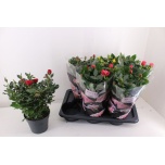 Rosa Potiroos palace mixed 3 varities 17cm