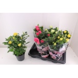 Rosa Potiroos palace mixed 3 varities 17cm